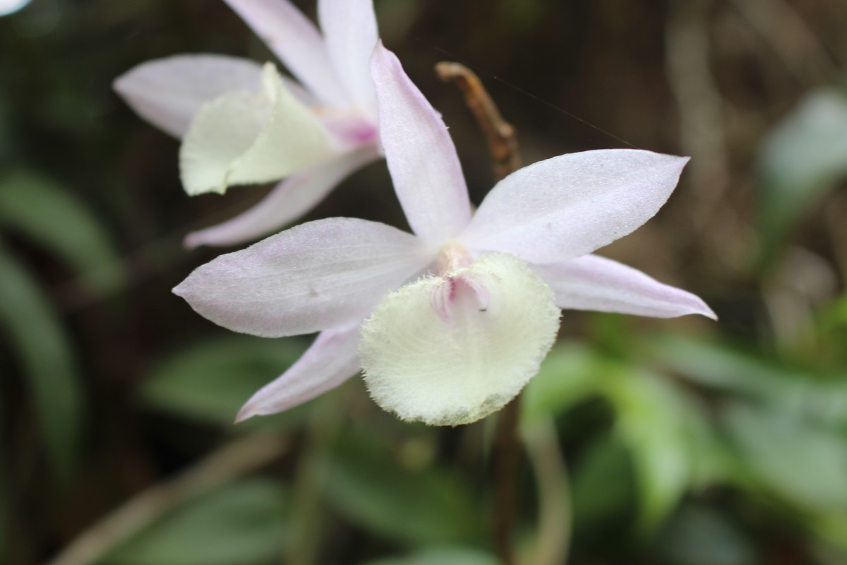 Dendrobium aphyllum (Roxb.) C.E.C.Fisch.